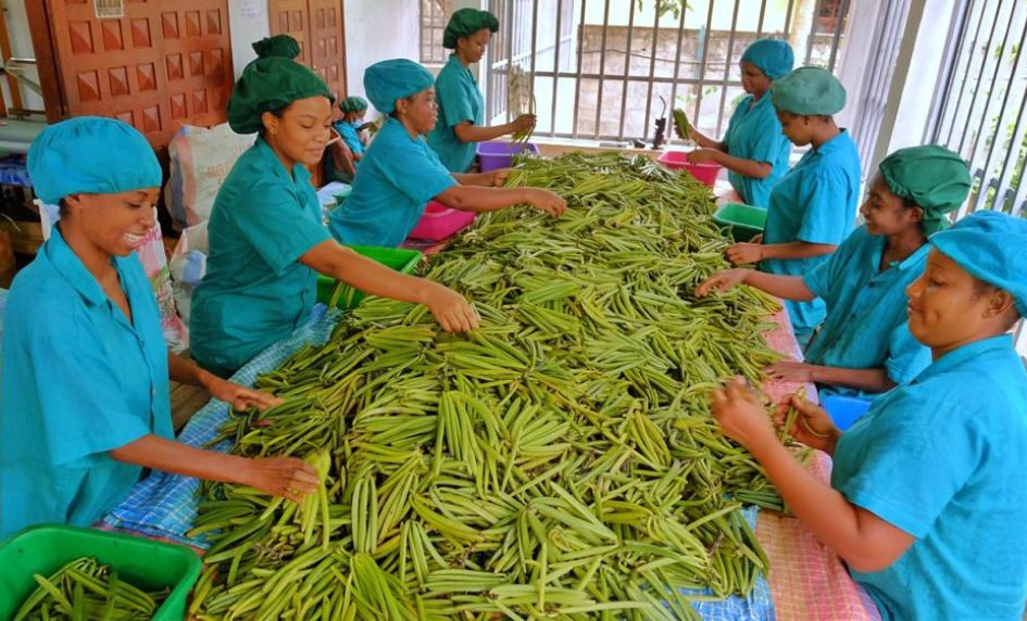 vanilková plantáž - zpracování vanilky